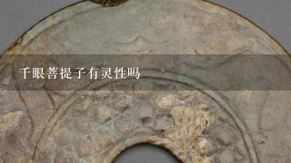 菩提子種子_哪種菩提子最珍貴_珍貴菩提種子圖片