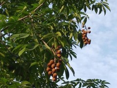 漲姿勢|菩提子是菩提樹的果實？根本就不是