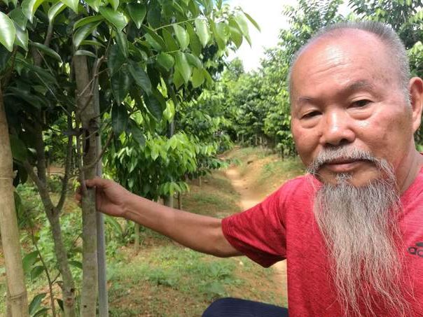 沉香樹苗多少錢一棵_沉香樹苗多少錢一棵_沉香樹苗多少錢一棵