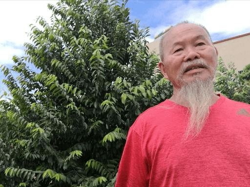 沉香樹苗多少錢一棵_沉香樹苗多少錢一棵_沉香樹苗多少錢一棵