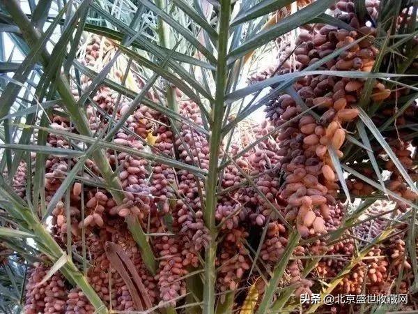 菩提手串有什么寓意_菩提手串好嗎_菩提手串有什么好處