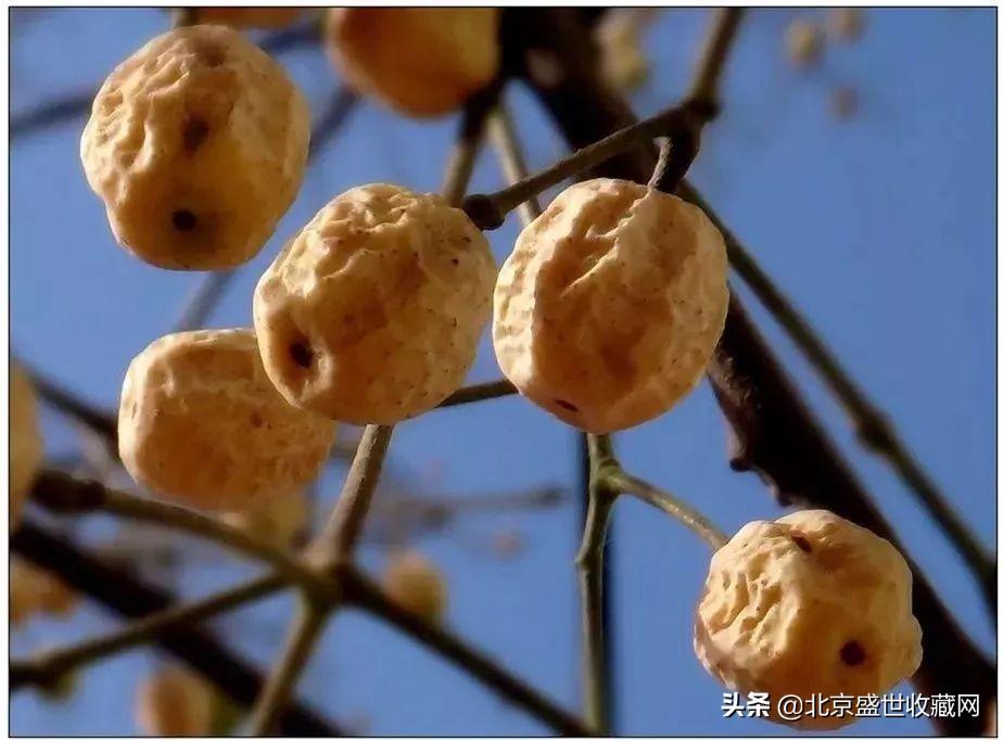 菩提手串好嗎_菩提手串有什么好處_菩提手串有什么寓意