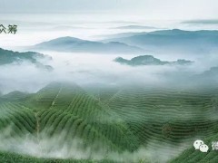 茶語眾籌平臺上線試運營，我們的第一次，將