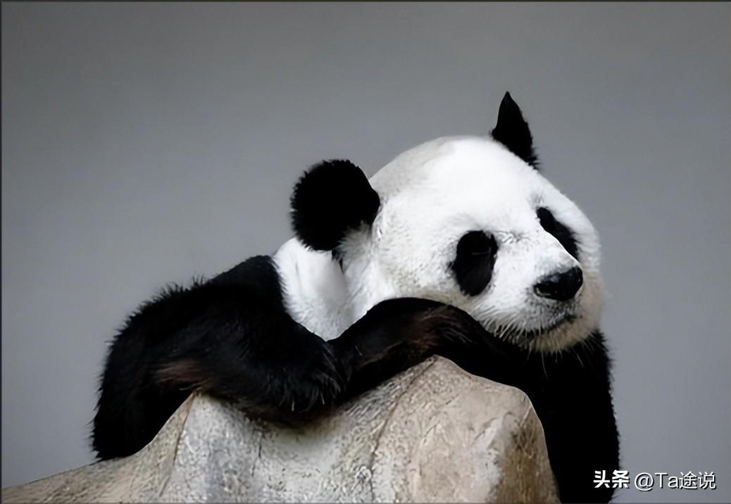 自然奇石價格_奇石報價天價_奇石自然價格怎么算
