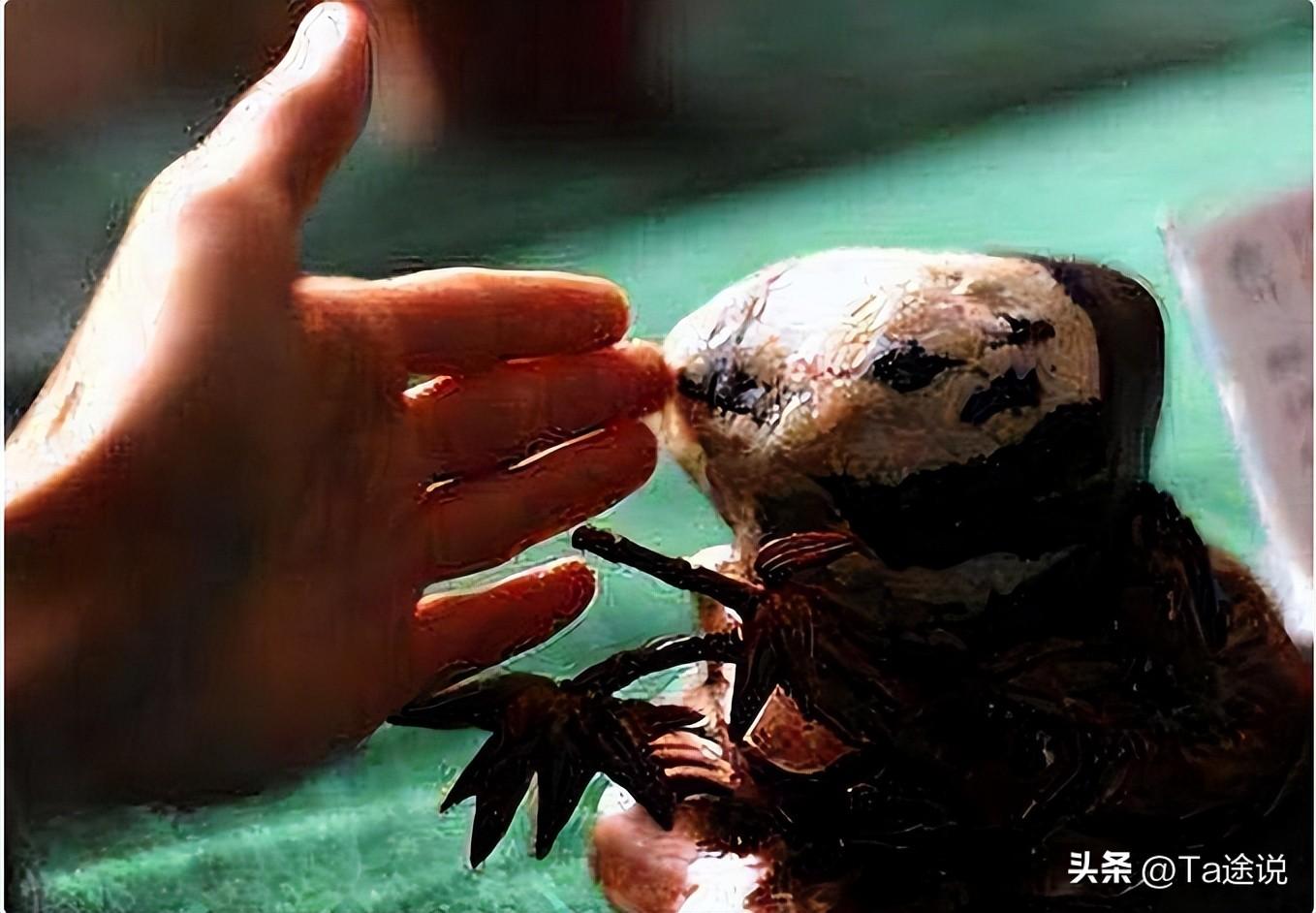 奇石報價天價_奇石自然價格怎么算_自然奇石價格