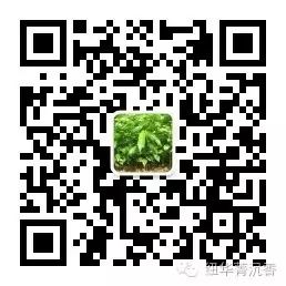 沉香化氣片功效與主治_沉香化氣片的功效_沉香化氣片的功效與作用是什么