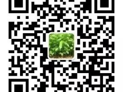 沉香治療胃癌，心肌梗塞的功效以及各種古今臨床藥用配方，學(xué)會(huì)了使用沉香