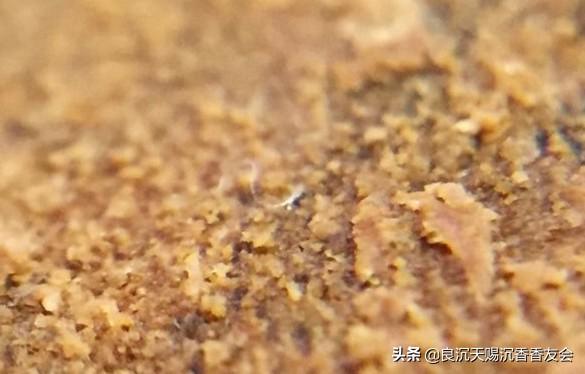 蟲漏沉香和奇楠沉香哪個(gè)好_奇楠沉香透光嗎_奇楠沉香好聞嗎