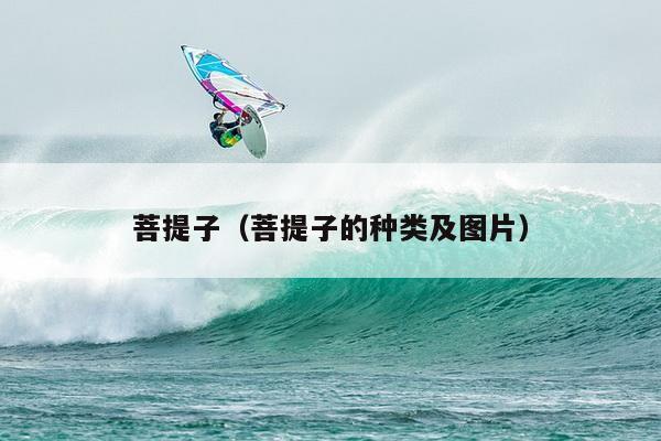 菩提子有幾種_菩提子種類(lèi)_菩提種類(lèi)全解圖