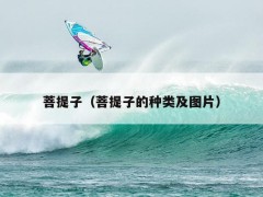 菩提子（菩提子是什么樹的種子）