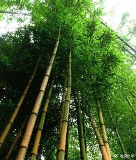 竹子文玩怎么盤_文玩竹子_竹子文玩手把件圖片