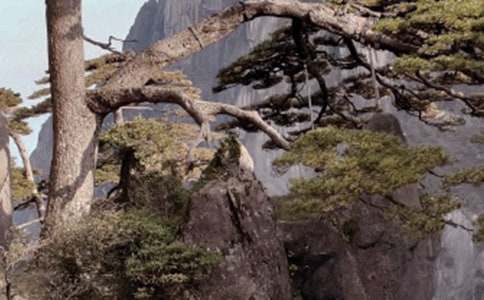 黃山奇石課文全篇圖片_黃山奇石課文全篇內容_黃山奇石的全篇課文