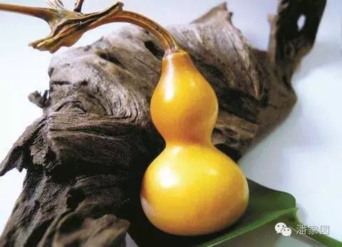 文玩兒葫蘆_文玩小葫蘆_文玩小葫蘆是什么品種