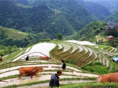 紅山玉雕 農(nóng)民挖到一塊破鐵賣30元 居然是千年文物（出售文物）