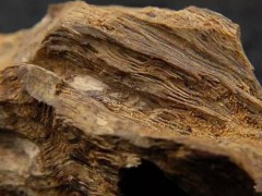 最好的沉香是奇楠嗎？