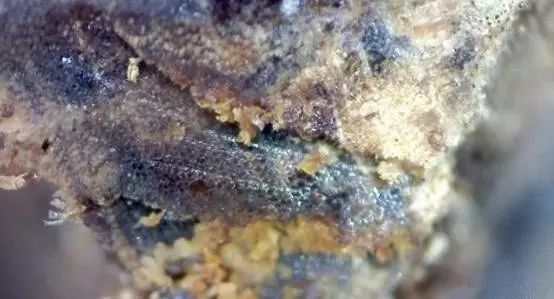 沉香蟲漏是什么_沉香是蟲漏好還是留疤好_沉香是蟲漏料好還是樹丁料好