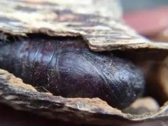 說說沉香中的蟲漏！只是不想你被坑！