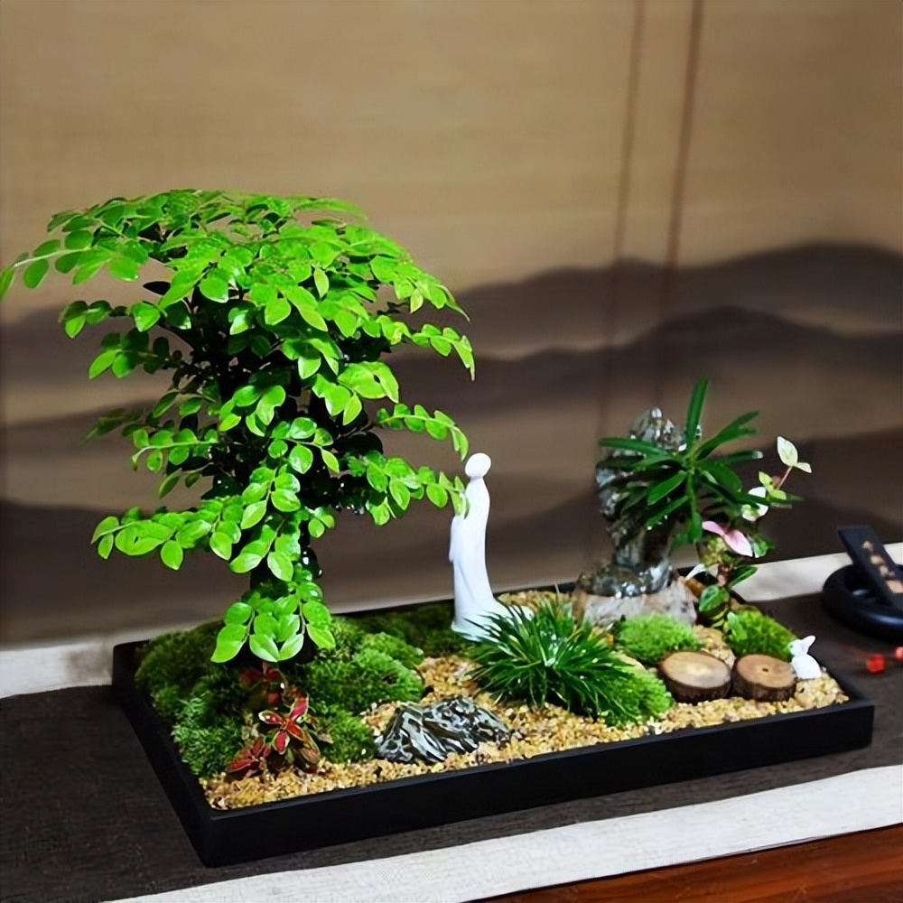 小葉紫檀種植方法和注意事項(xiàng)_小葉紫檀的栽種方法及維護(hù)_小葉紫檀樹(shù)種植技術(shù)