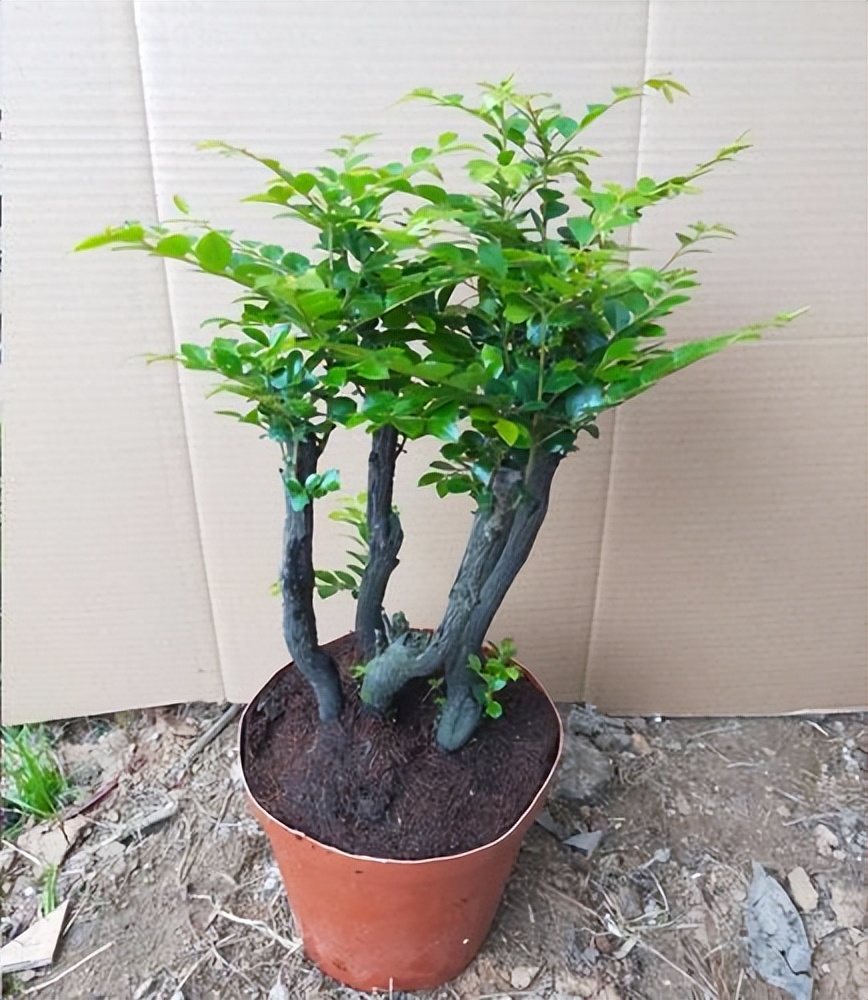 小葉紫檀的栽種方法及維護(hù)_小葉紫檀樹(shù)種植技術(shù)_小葉紫檀種植方法和注意事項(xiàng)