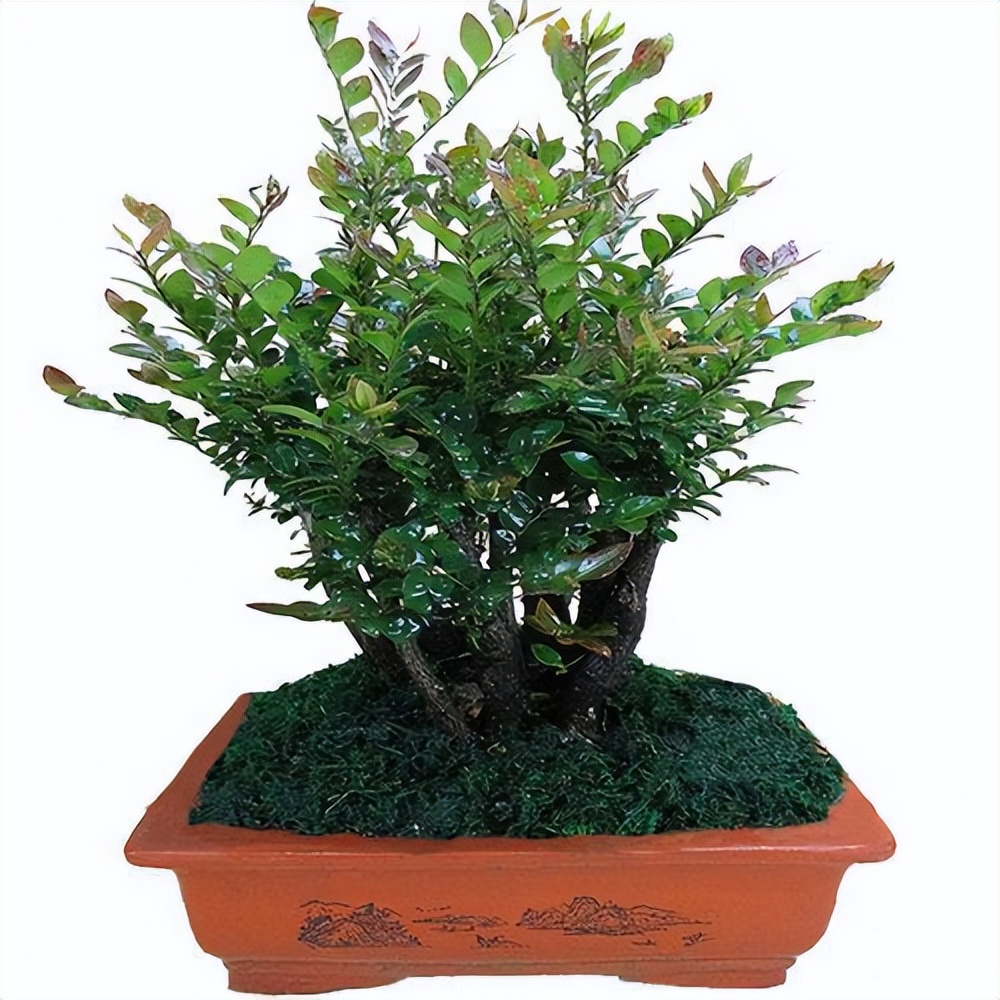 小葉紫檀種植方法和注意事項(xiàng)_小葉紫檀樹(shù)種植技術(shù)_小葉紫檀的栽種方法及維護(hù)