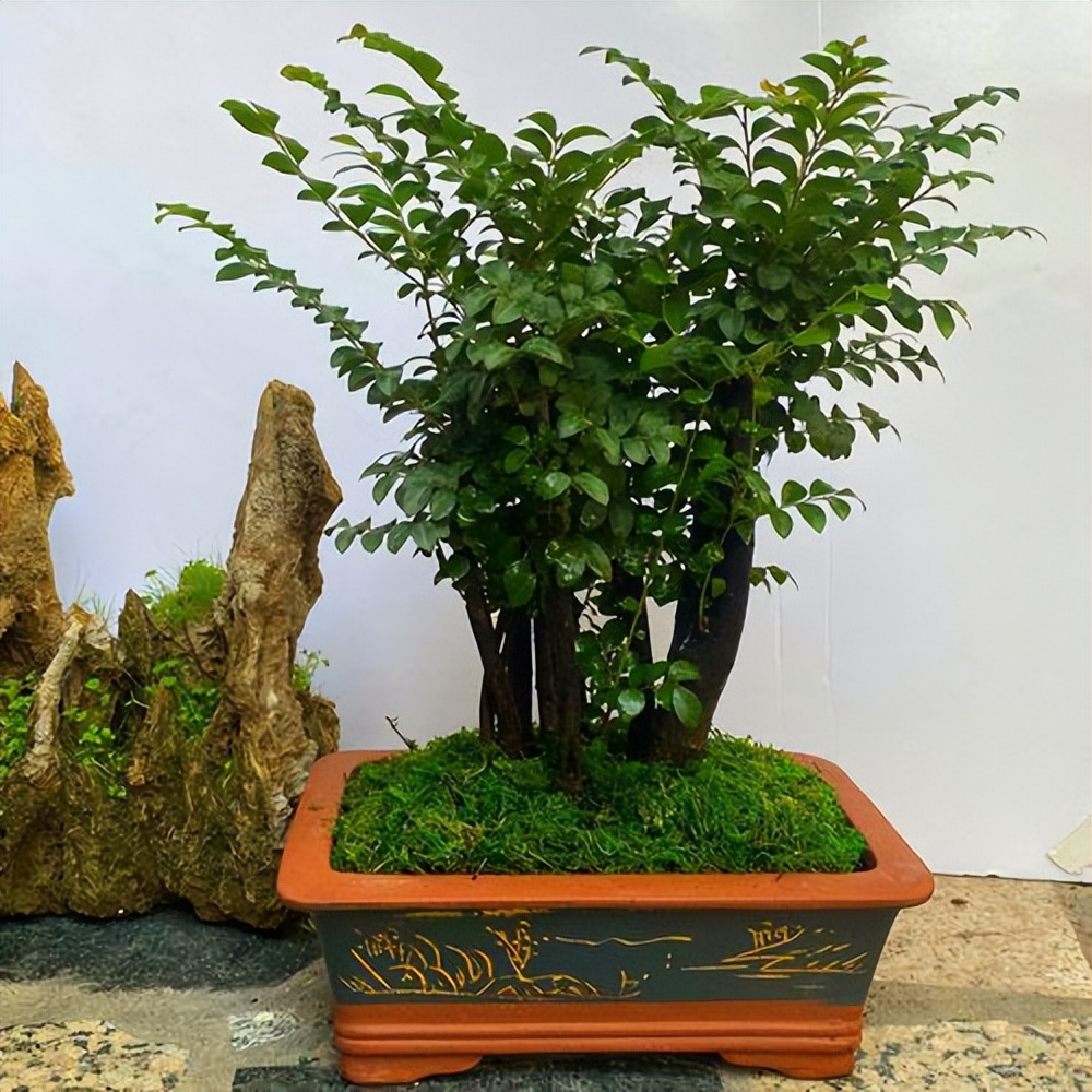 小葉紫檀樹(shù)種植技術(shù)_小葉紫檀的栽種方法及維護(hù)_小葉紫檀種植方法和注意事項(xiàng)