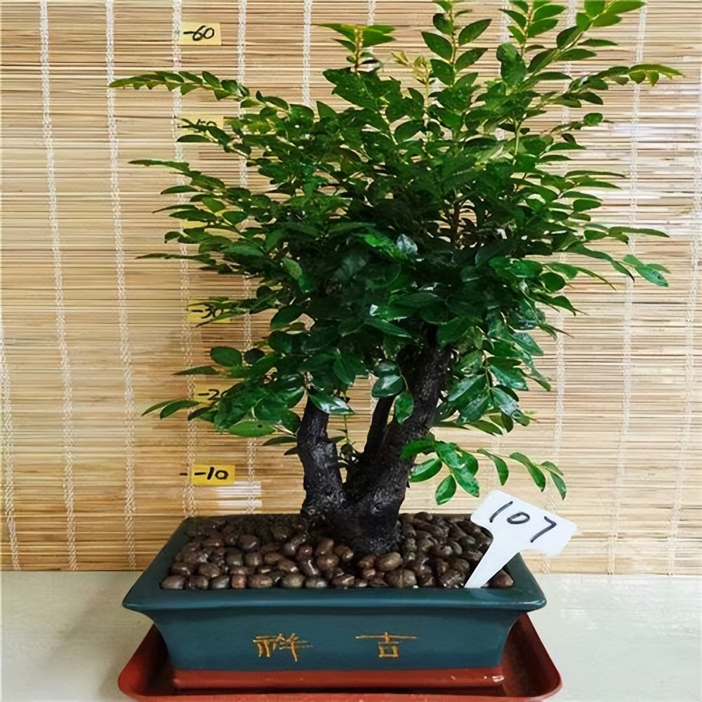 小葉紫檀的栽種方法及維護(hù)_小葉紫檀樹(shù)種植技術(shù)_小葉紫檀種植方法和注意事項(xiàng)