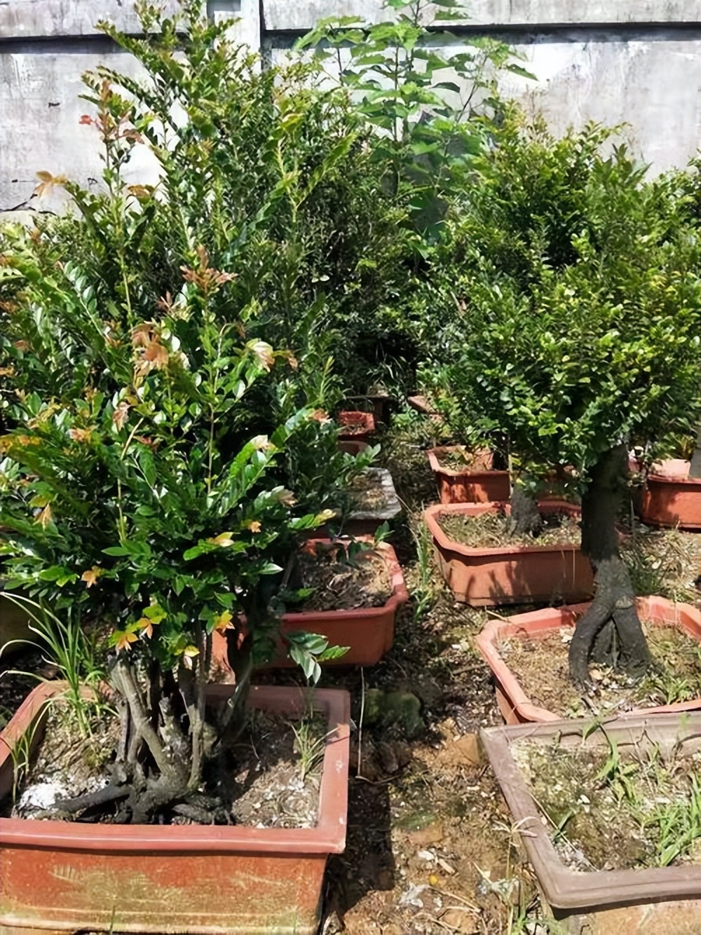 小葉紫檀樹(shù)種植技術(shù)_小葉紫檀種植方法和注意事項(xiàng)_小葉紫檀的栽種方法及維護(hù)