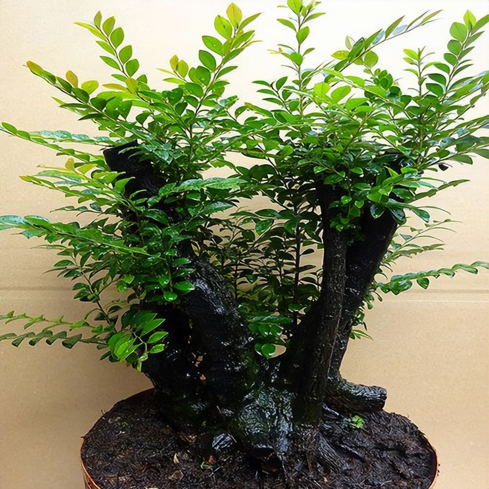 小葉紫檀種植方法和注意事項(xiàng)_小葉紫檀樹(shù)種植技術(shù)_小葉紫檀的栽種方法及維護(hù)