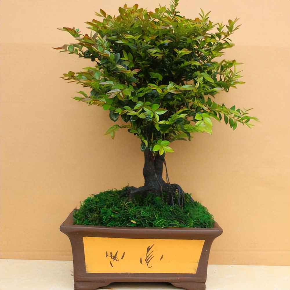 小葉紫檀樹(shù)種植技術(shù)_小葉紫檀的栽種方法及維護(hù)_小葉紫檀種植方法和注意事項(xiàng)