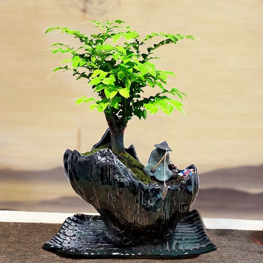 小葉紫檀的栽種方法及維護(hù)_小葉紫檀樹(shù)種植技術(shù)_小葉紫檀種植方法和注意事項(xiàng)