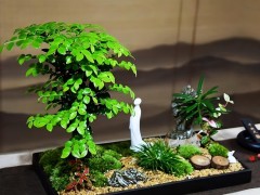 “小葉紫檀”養(yǎng)護(hù)，要注意以下事項(xiàng)，生長(zhǎng)旺盛，一起來(lái)學(xué)習(xí)下吧